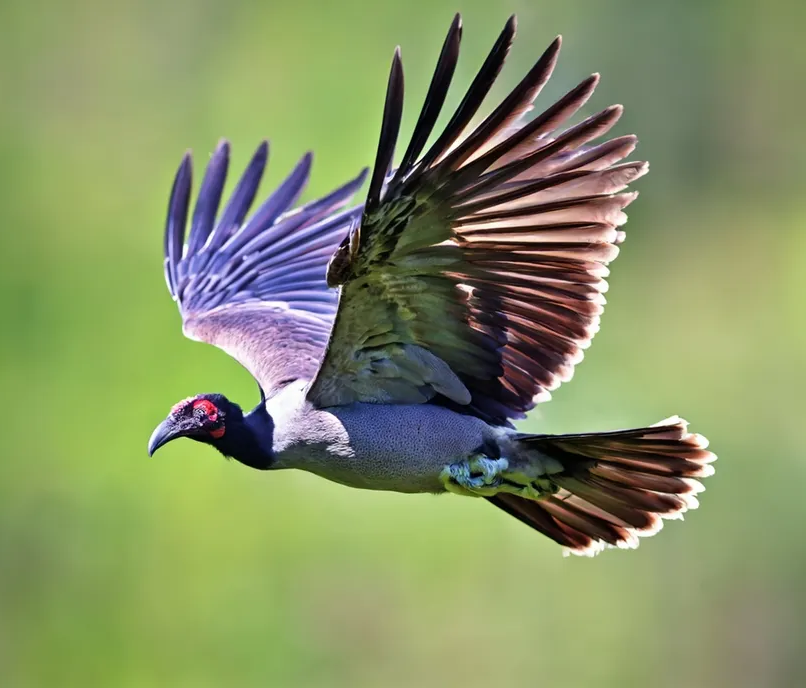 Bird Food